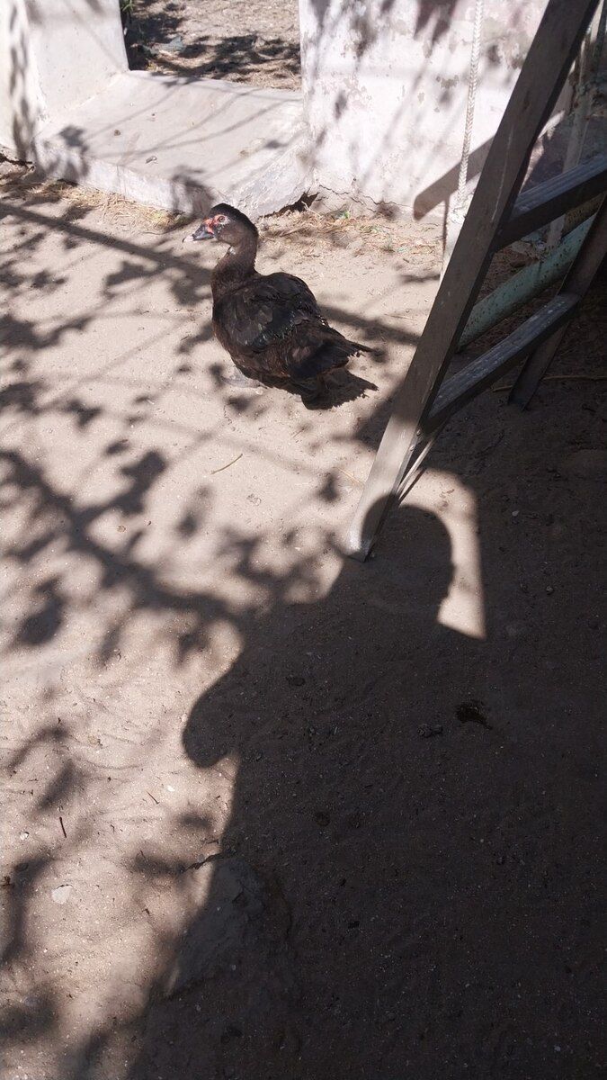 Ördəklər — Quşlar, Bakı (2)