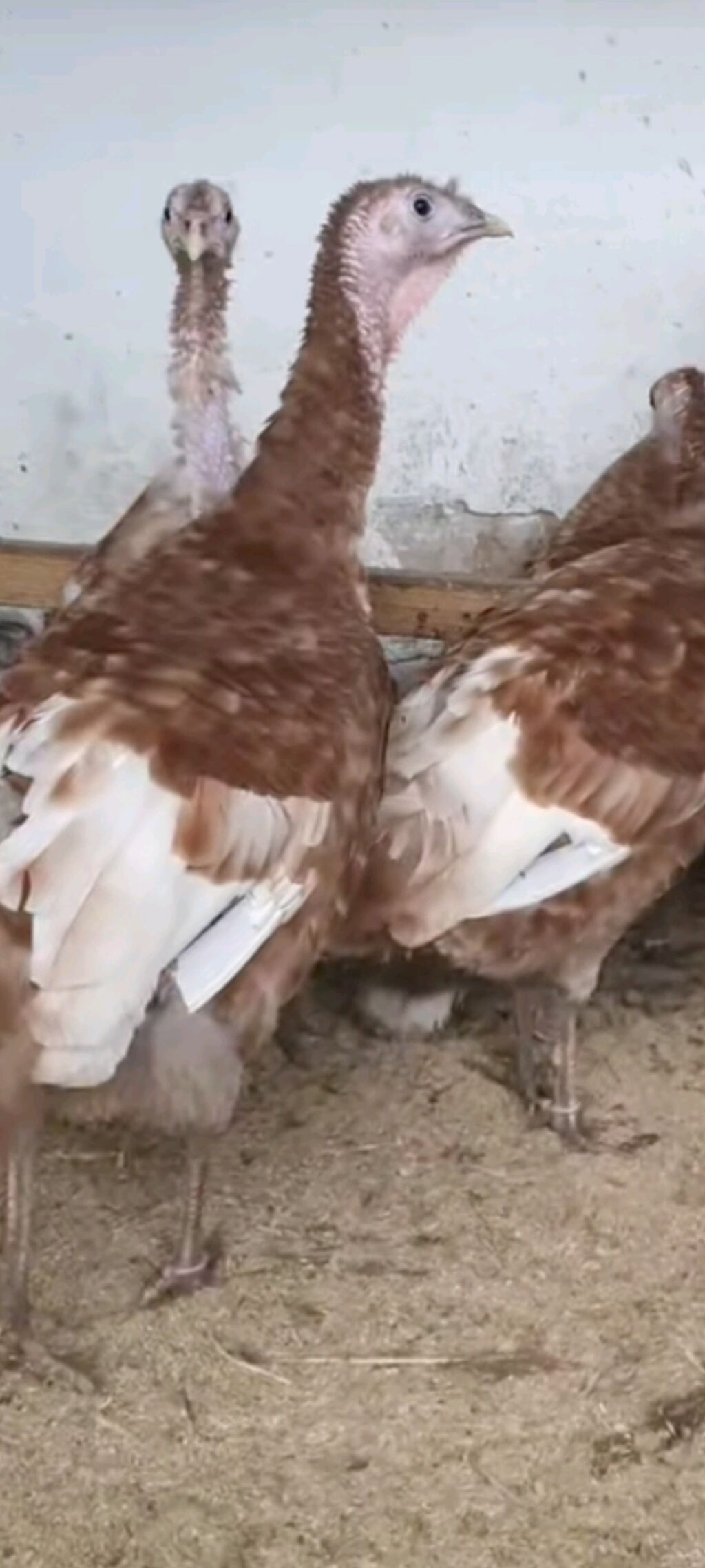 Dişi, Damazlıq — Heyvanlar, Bakı (3)