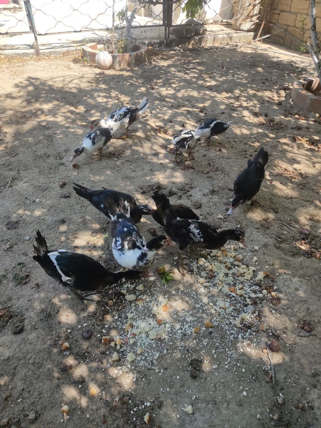 Tam sagllam Lal ordekler. 10 ededi. qiymet. hamsina. aiddi tek tek — Heyvanlar, Digah (9)