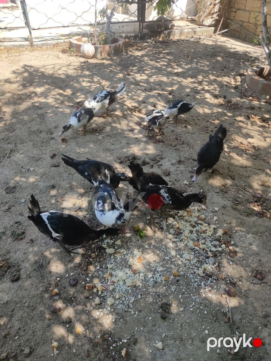 Tam sagllam Lal ordekler. 10 ededi. qiymet. hamsina. aiddi tek tek — Heyvanlar, Digah (9)