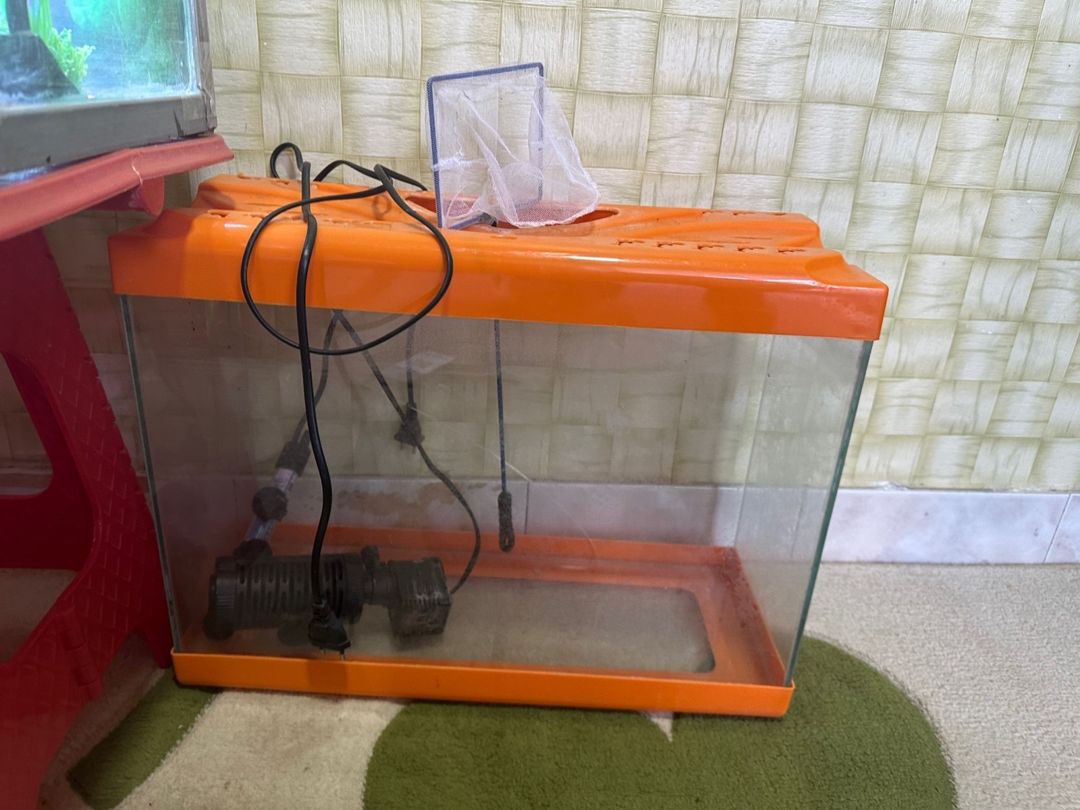 Akvarium — Akvariumlar və balıqlar, Bakı (3)
