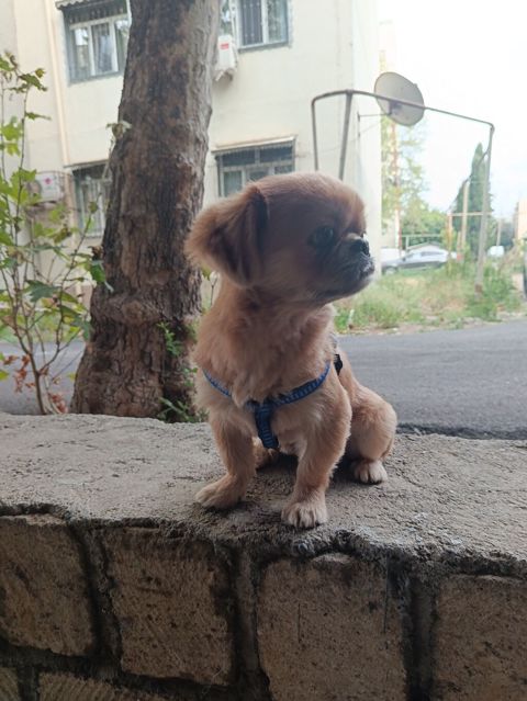 Pekines, 1 il, Erkək, Ünvandan götürmə — Gəncə