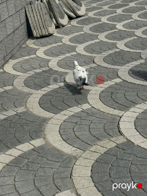 Damğalı göyərçinlər – dekorativ və uçuş üçün - Rənglər: ağ, qara-ağ
