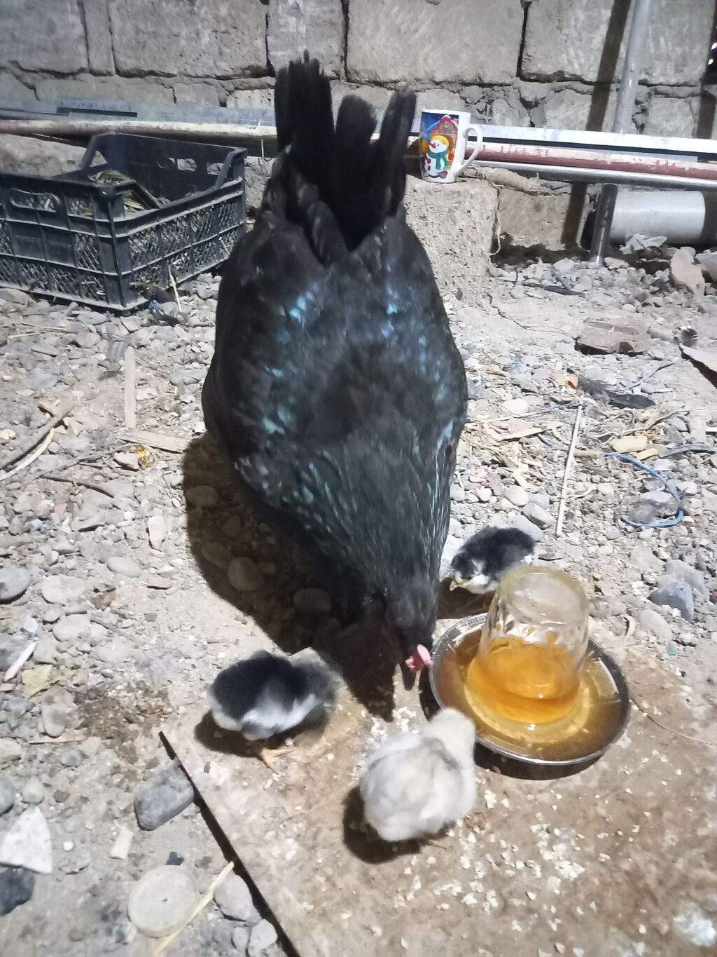 Toyuq, Australorp, Damazlıq, Ünvandan götürmə — Heyvanlar, Bakı (8)