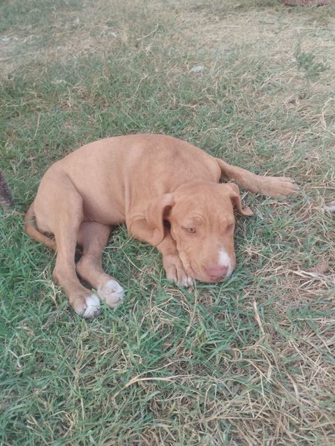 Pitbul, 2 ay, Dişi — Digah