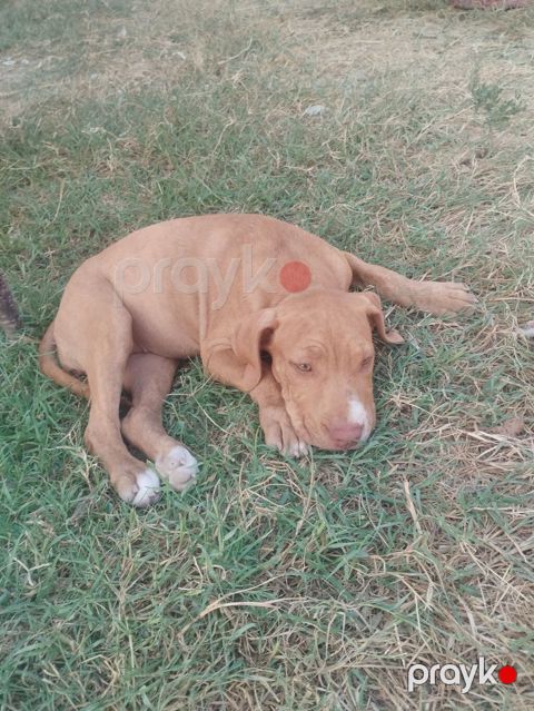 Pitbul, 2 ay, Dişi