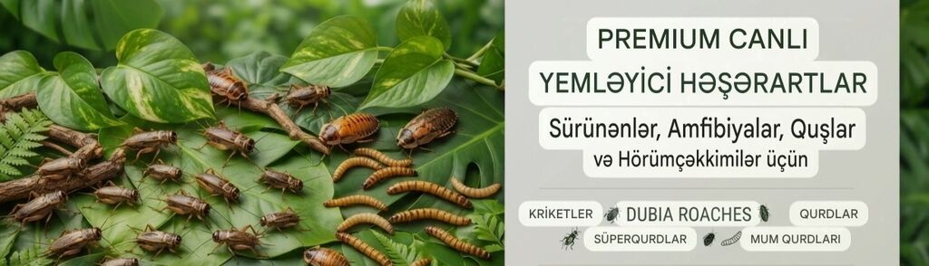 Məhsul: Canlı kriketlər – sürünənlər və quşlar üçün premium yem — Heyvanlar, Masazır (3)