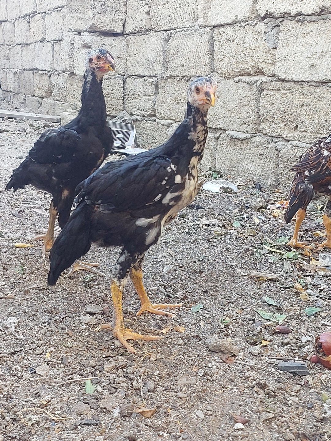 Heyratı beçəsi — Quşlar, Sumqayıt (3)