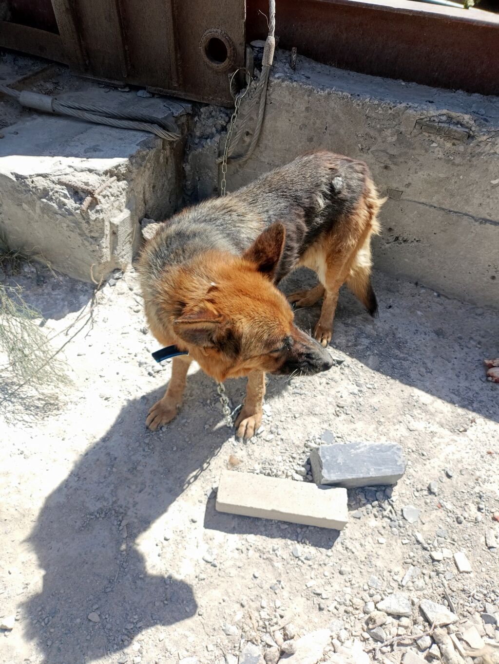 Alman çoban iti, Dişi — Heyvanlar, Digah (2)