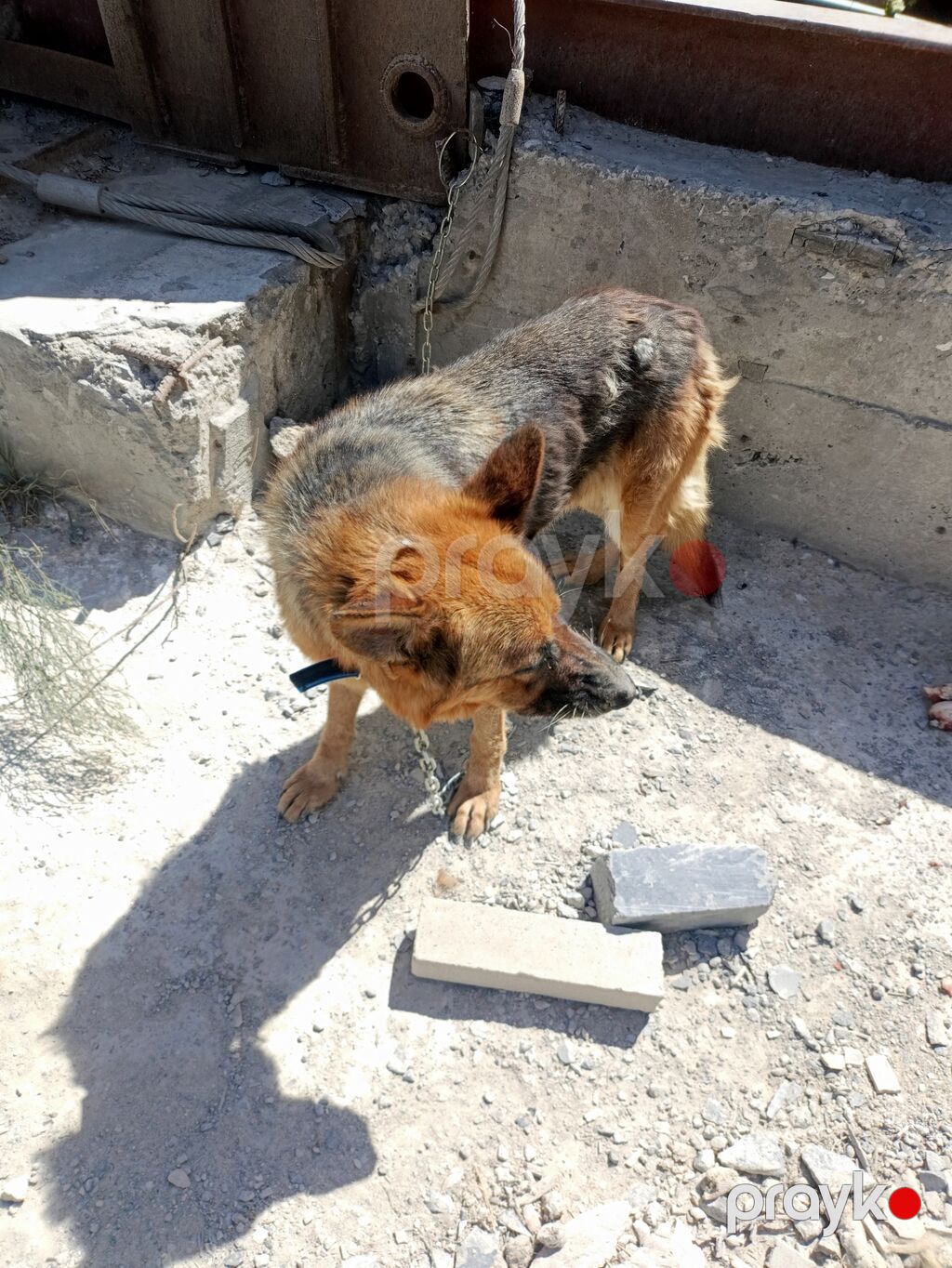 Alman çoban iti, Dişi — Heyvanlar, Digah (2)