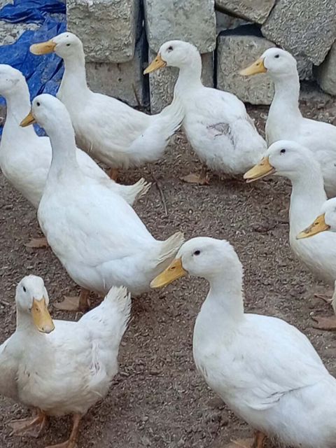 Pekin ördəkləri — Bakı
