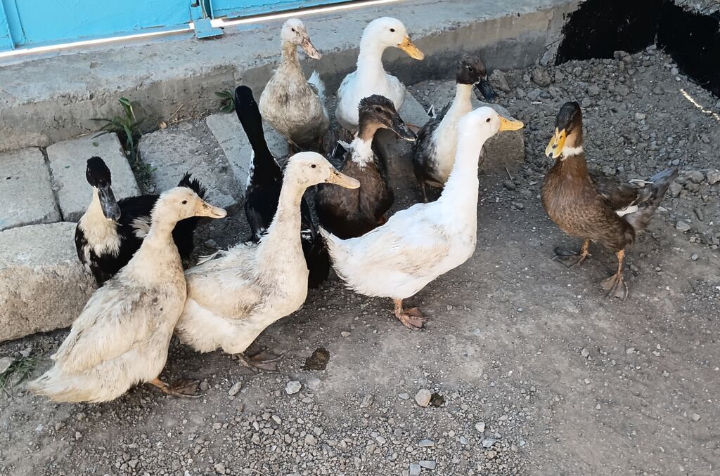 10 eded ördek satilir 2erkek 8 disi ördeklerdi — Heyvanlar, Pirəkəşkül (2)