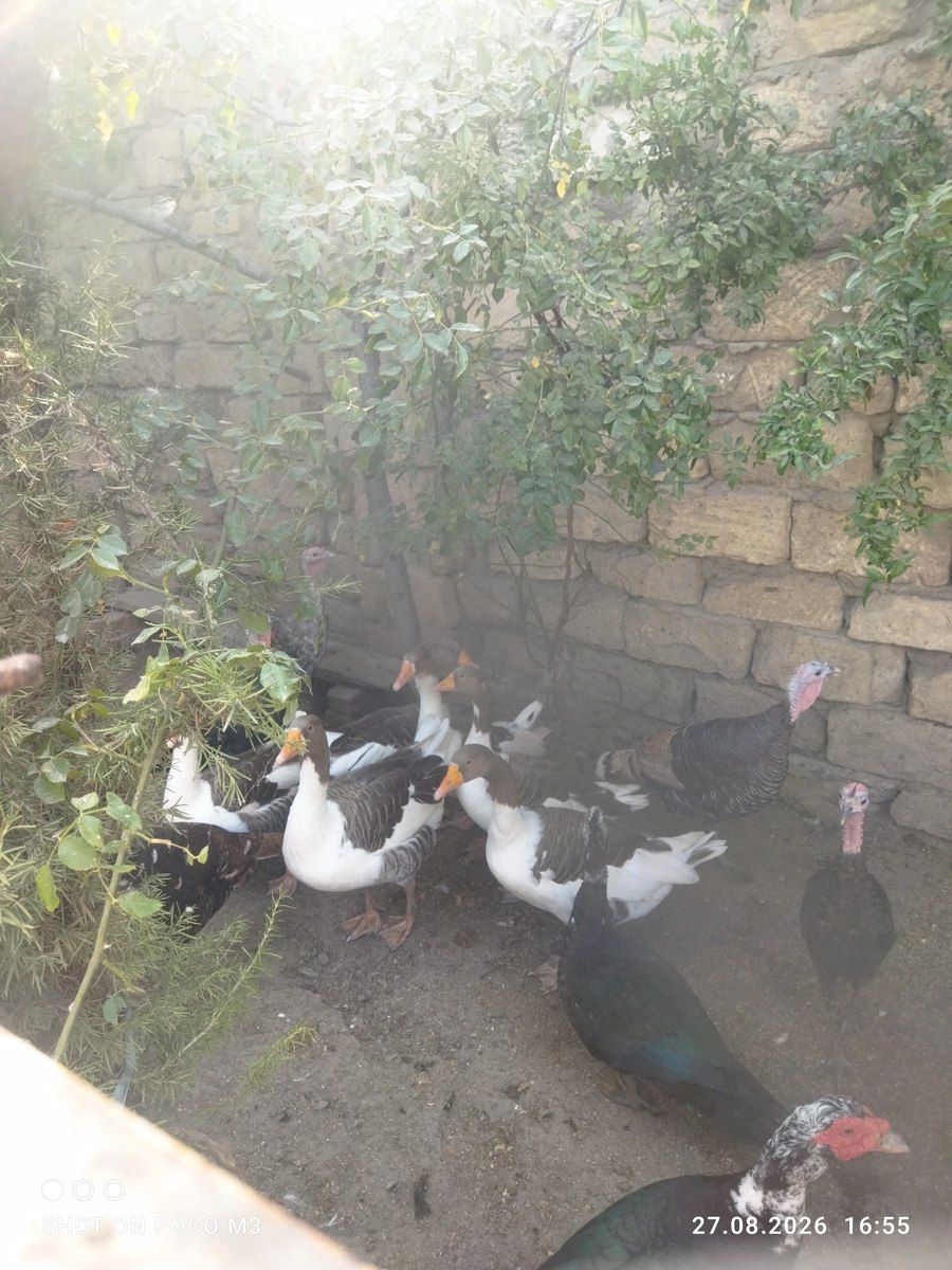 Hindquşları — Quşlar, Bakı (7)
