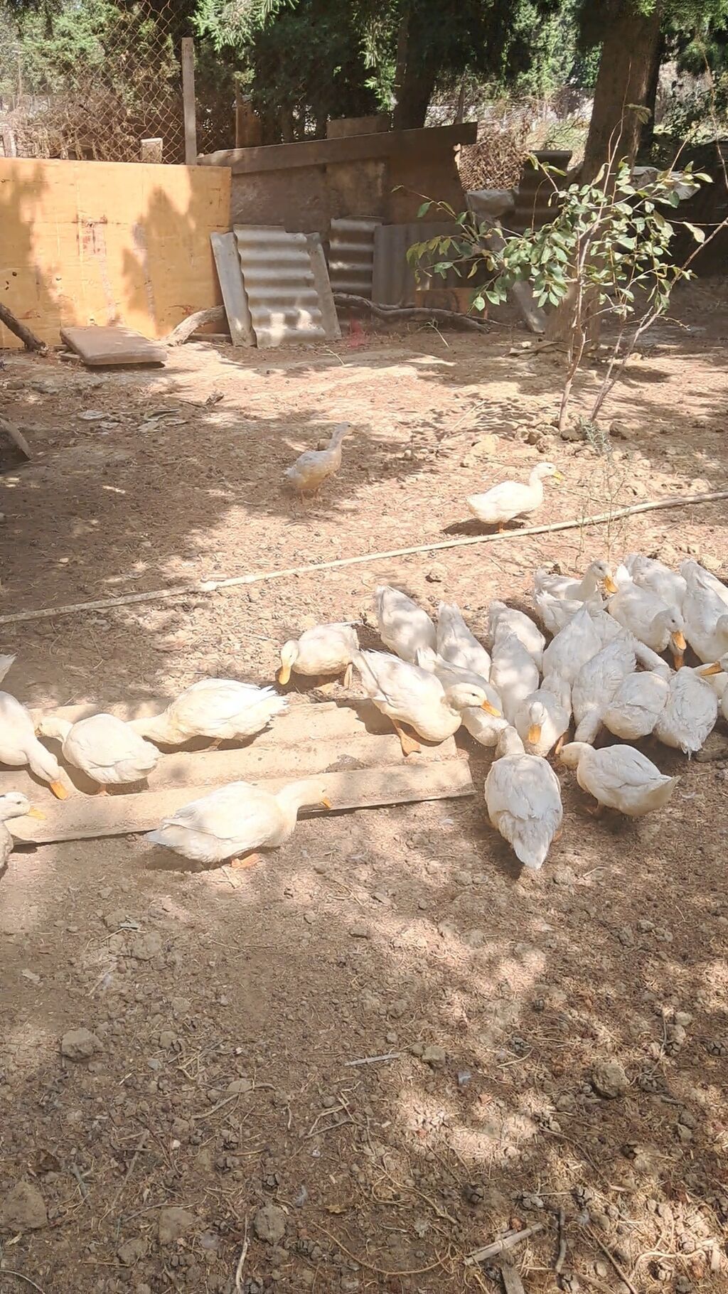 Pekin ördəkləri 4 ay yarimliq 120 eded topdan ve ya perakende satiş — Heyvanlar, Güzdək (3)