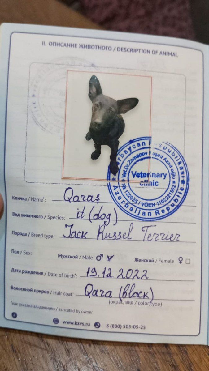 Cek Rassel Teryer — Heyvanlar, Bakı (4)