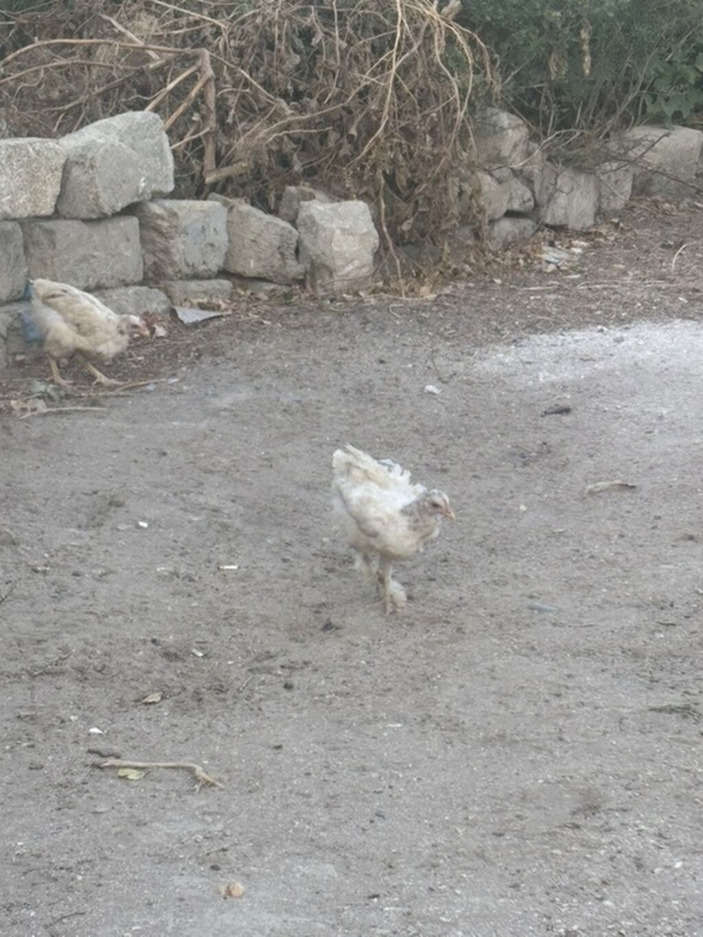 Toyuq cücələri, Ətlik — Heyvanlar, Digah
