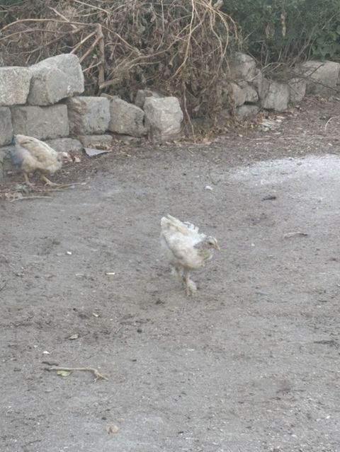 Toyuq cücələri, Ətlik — Digah