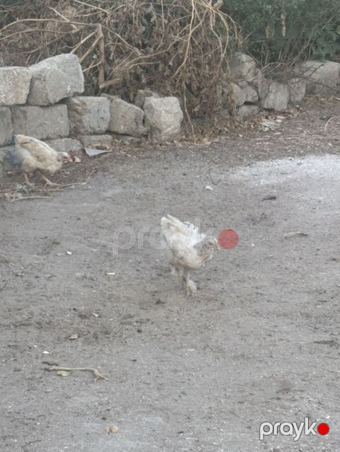 Toyuq cücələri, Ətlik