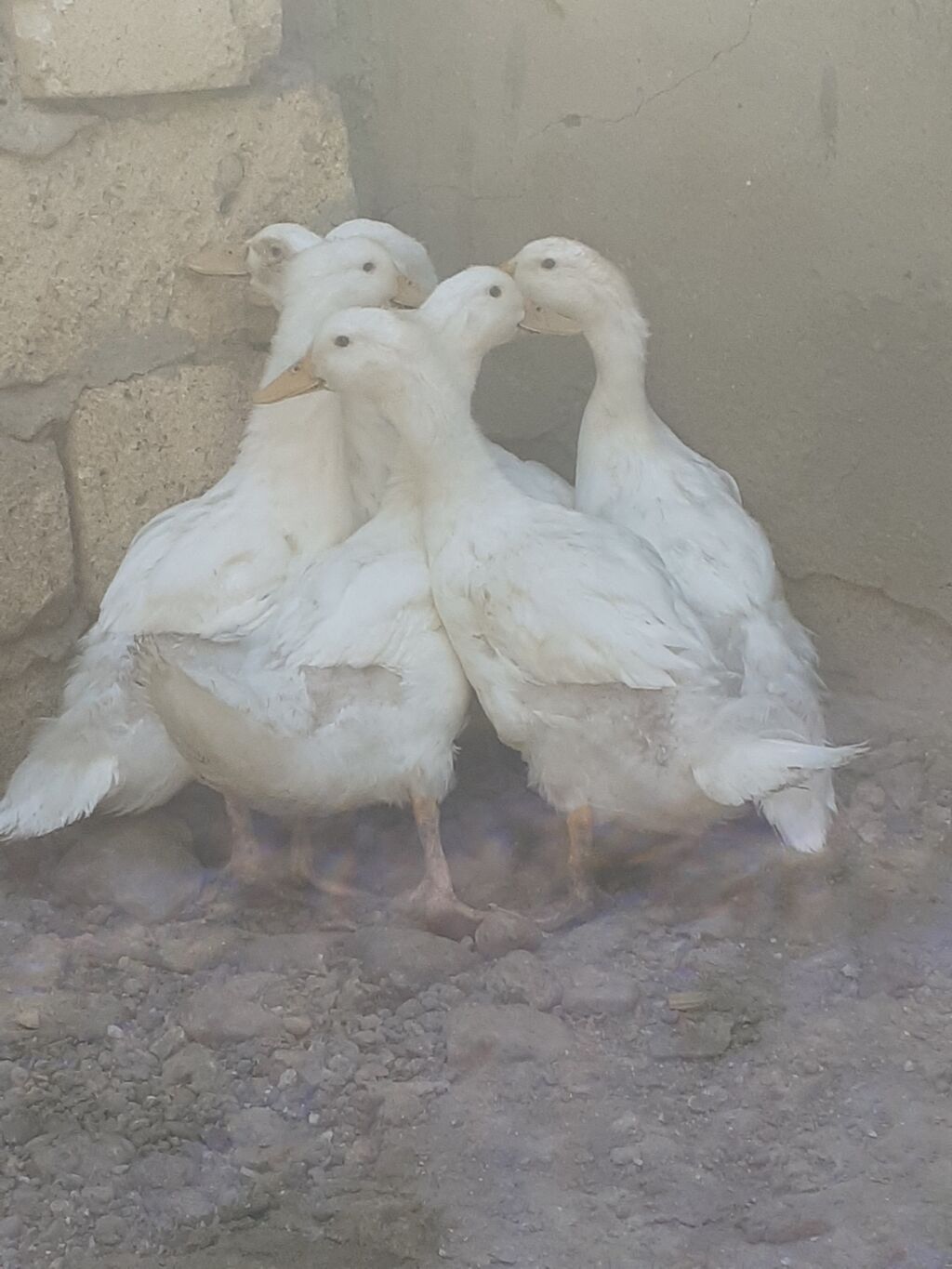 7 dene pekin ordekler iki aylig biri 6 manat. kend xirdalan 055 — Heyvanlar, Xırdalan (4)