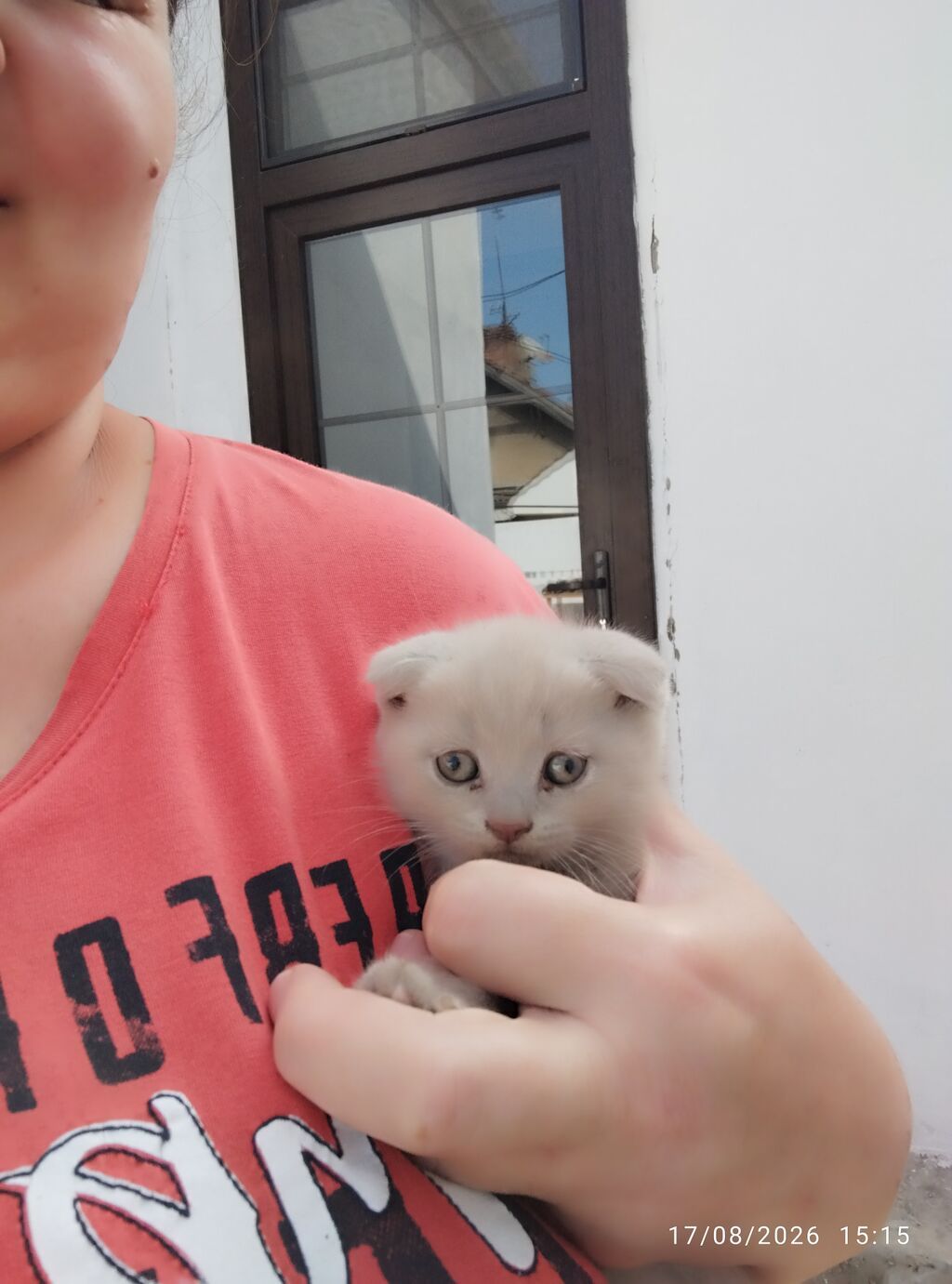 Şotland yastı qulaq — Pişiklər, Masazır (3)
