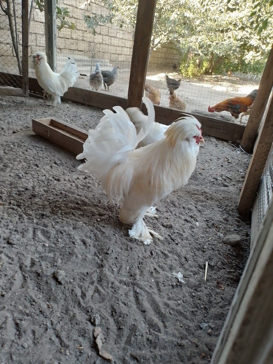 Sultan xoruzu — Quşlar, Bakı (2)