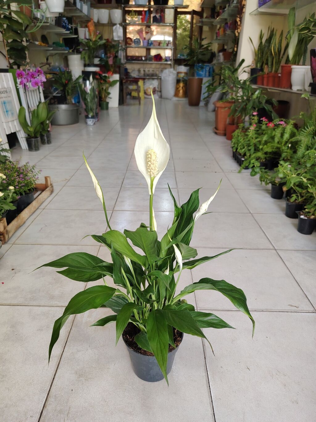 Spathiphyllum (Sülh çiçəyi ve qadın xoşbəxtliyi) – qapalı bitki — Çiçəklər, Bakı