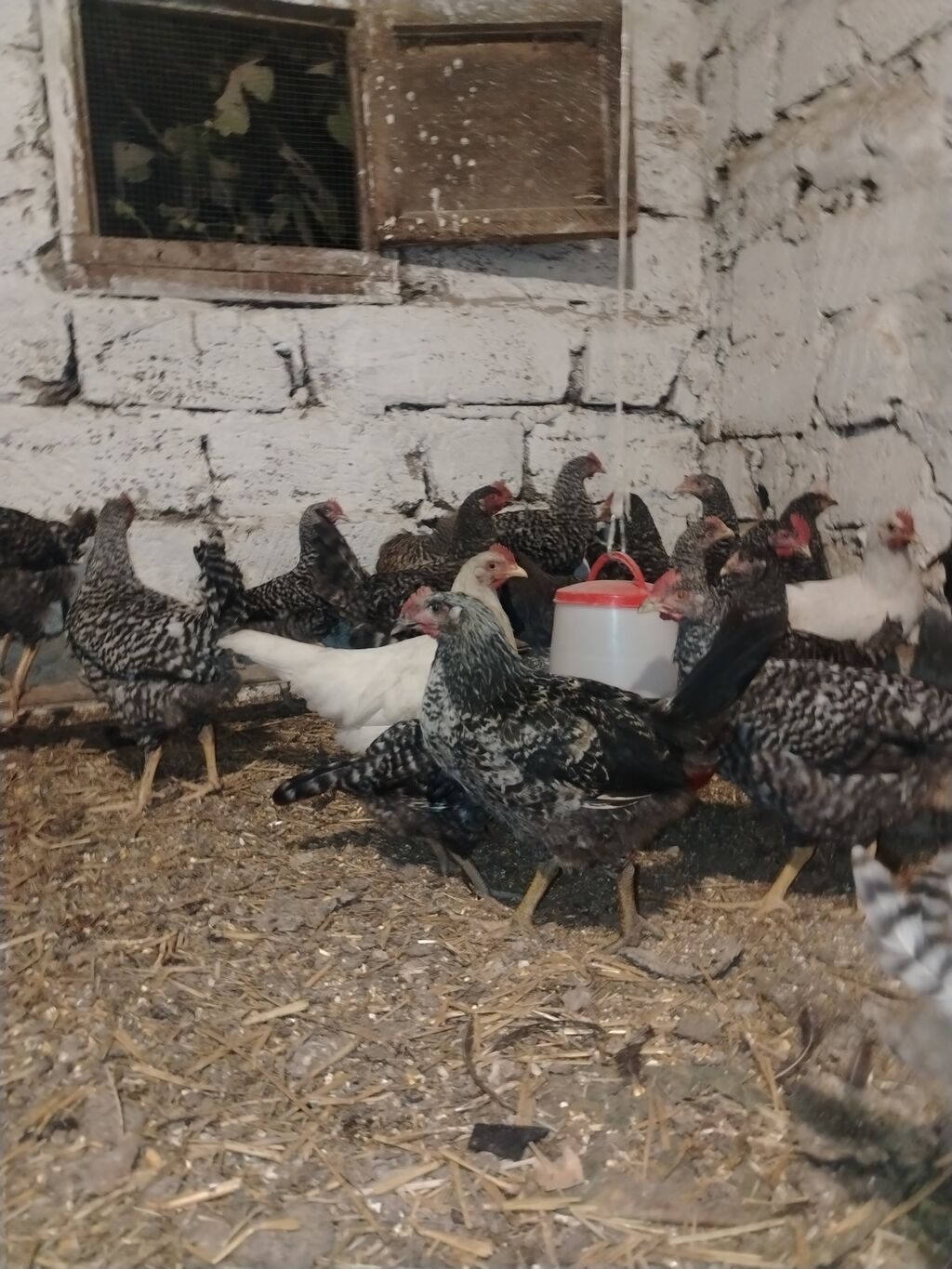 Xarkov sortu, vaksinləri vurulub, 4 aylıqdır, cəmi 70 dənə qalıb ciddi — Heyvanlar, Digah (4)