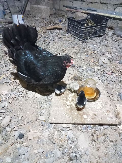 Toyuq, Australorp, Damazlıq, Ünvandan götürmə — Bakı