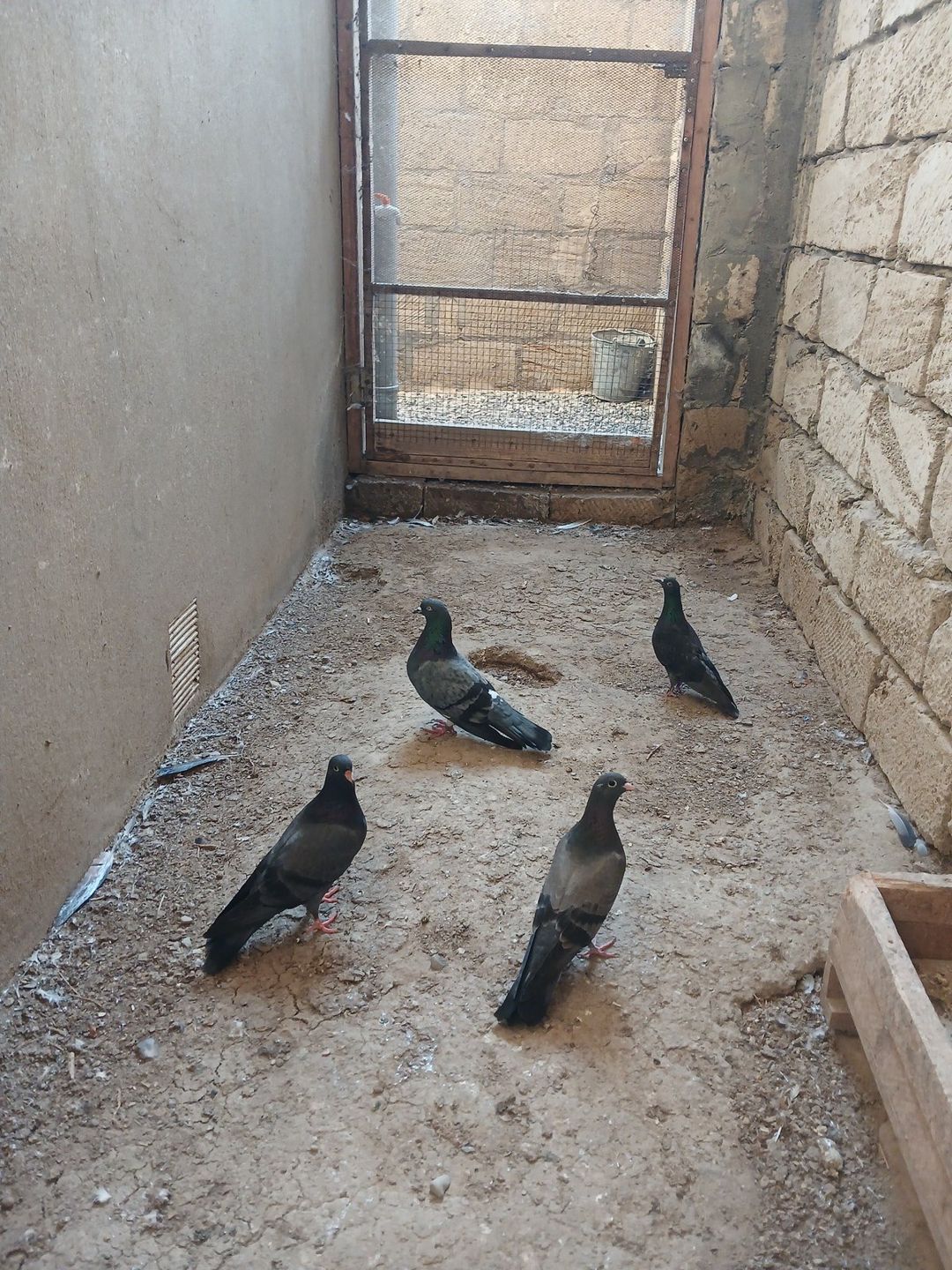 Göyərçinlər — Quşlar, Bakı (3)