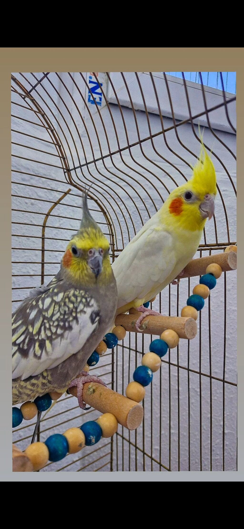 Nimfa (cockatiel) cütlüyü və qəfəs dəsti Məhsulun tərkibi: - 2 ədəd — Qəfəslər, Mehdiabad (2)