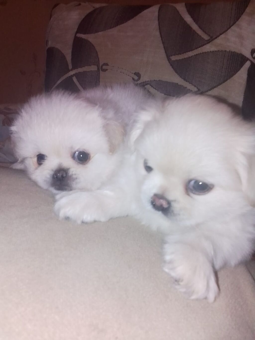 Pekines, 1 ay, Dişi, Peyvəndli — Heyvanlar, Bakı (6)