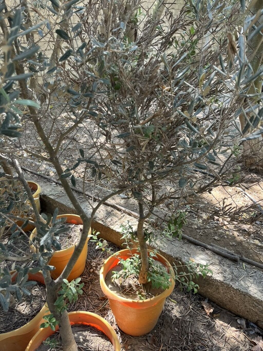 Zeytun ağacı (Olea europaea) – qablarda - Növbənöv zeytun fidanları — Bitkilər, Digah (2)