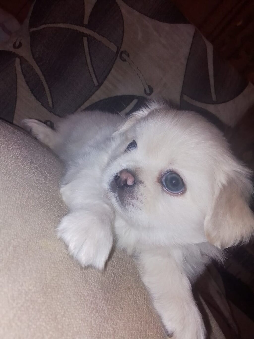 Pekines, 1 ay, Dişi, Peyvəndli — Heyvanlar, Bakı (7)