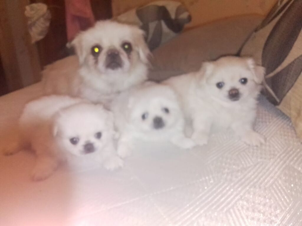 Pekines, 1 ay, Dişi, Peyvəndli — Heyvanlar, Bakı (3)