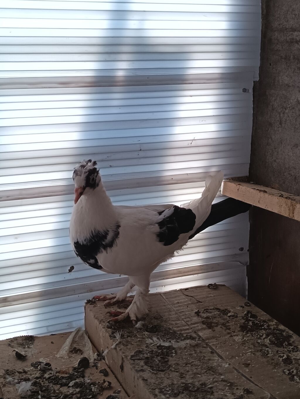 Salam. tam saglam heyvandı. Ucan heyvanlarda var ucasi balalarda var — Quşlar, Şəki (6)