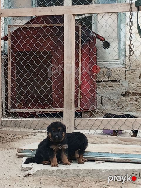 Alman çoban iti, 2 ay, Ödənişli çatdırılma — Bakı
