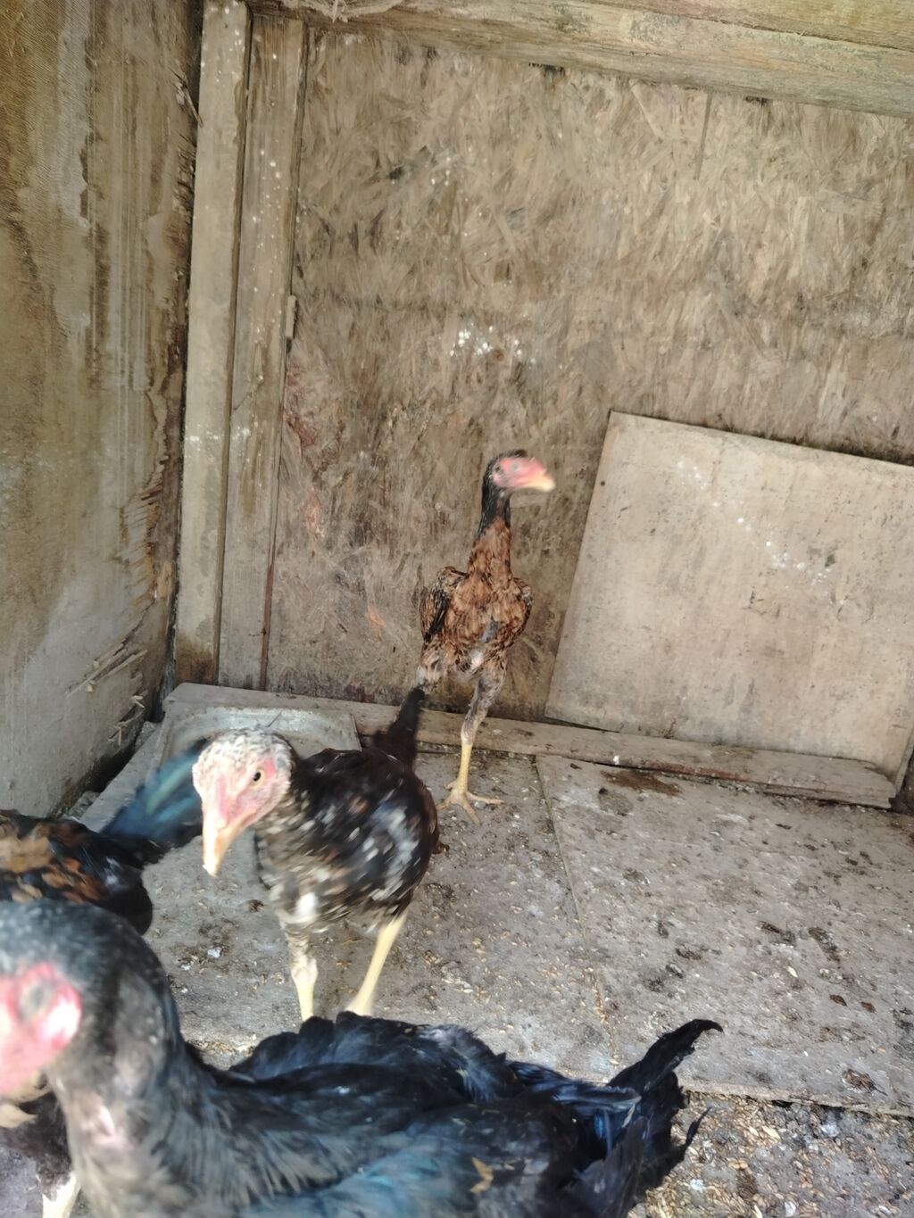 Toyuq cücələri, Damazlıq — Heyvanlar, Güzdək (3)