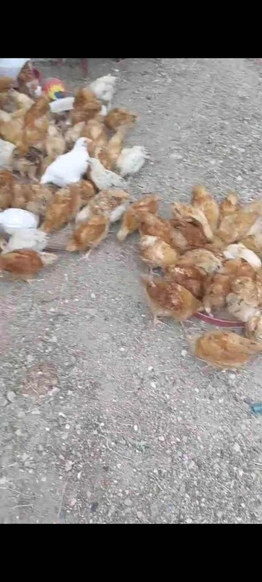 Toyuq cücələri, Ətlik — Heyvanlar, Bakı (4)