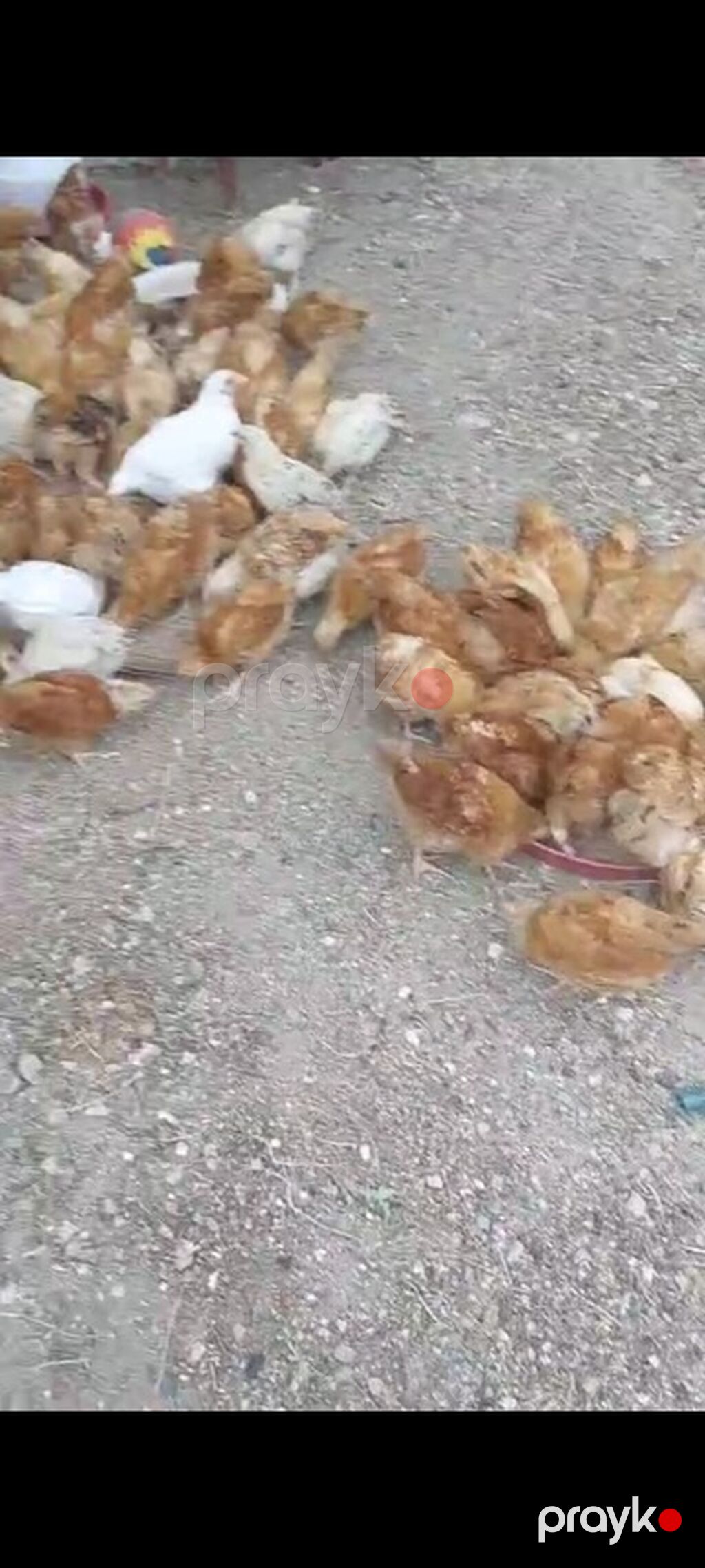 Toyuq cücələri, Ətlik — Heyvanlar, Bakı (4)