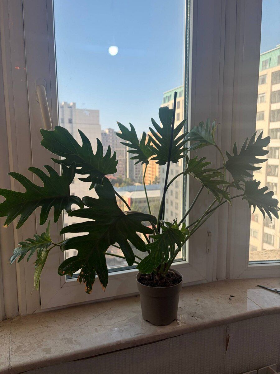 Philodendron Xanadu — Bitkilər, Bakı (4)