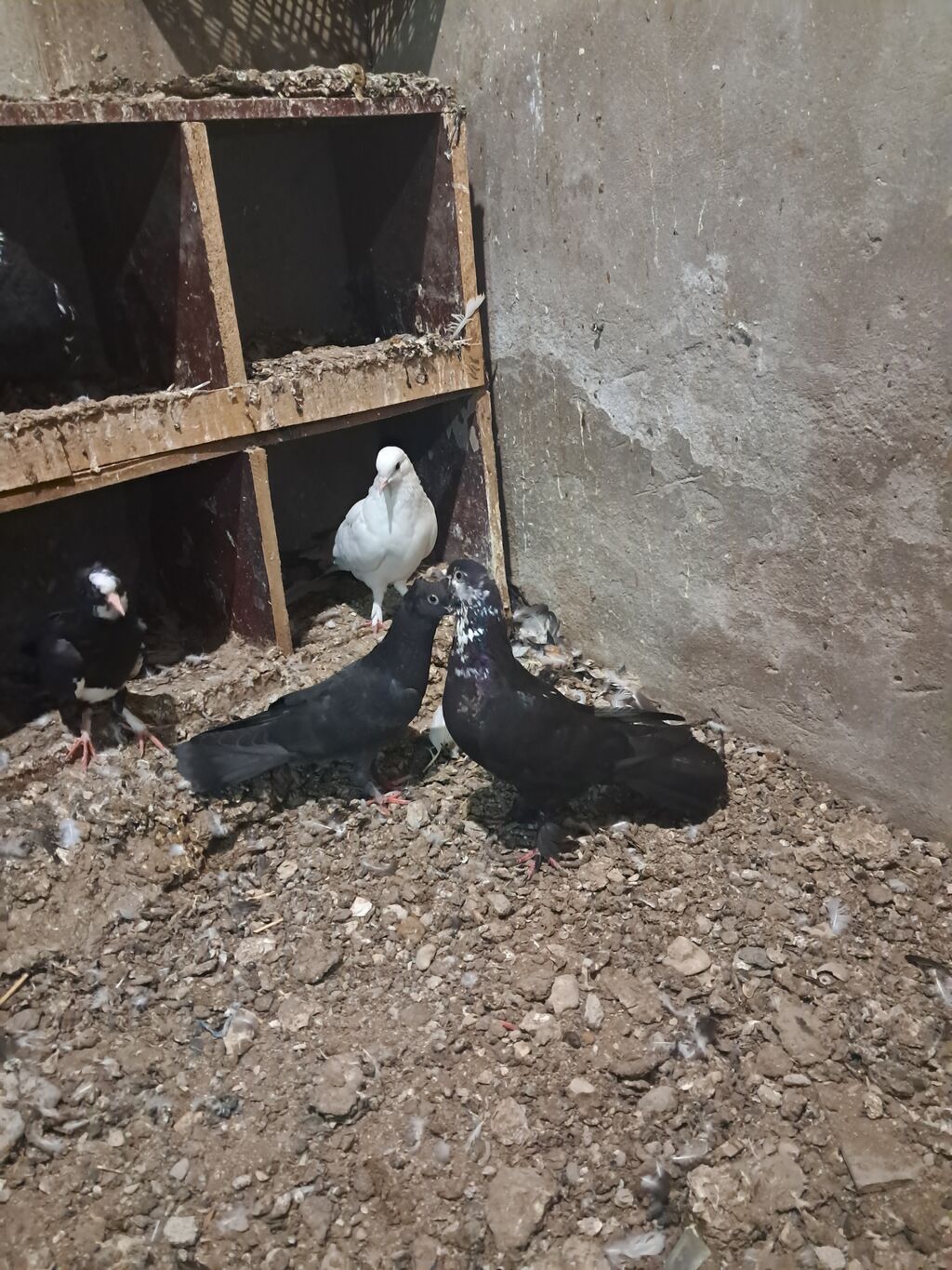 Ünvan bine savxoz — Quşlar, Bakı (3)
