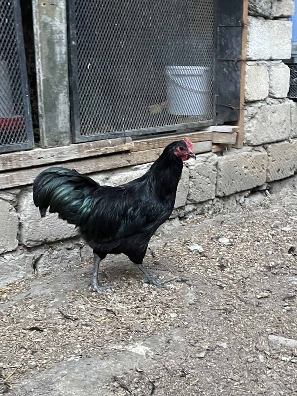 Avstrolop xoruzlar satilir 3 u birlikde 75 manat tek tek 30 manat — Heyvanlar, Digah