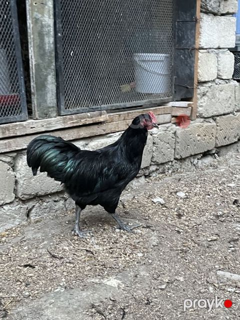 Avstrolop xoruzlar satilir 3 u birlikde 75 manat tek tek 30 manat