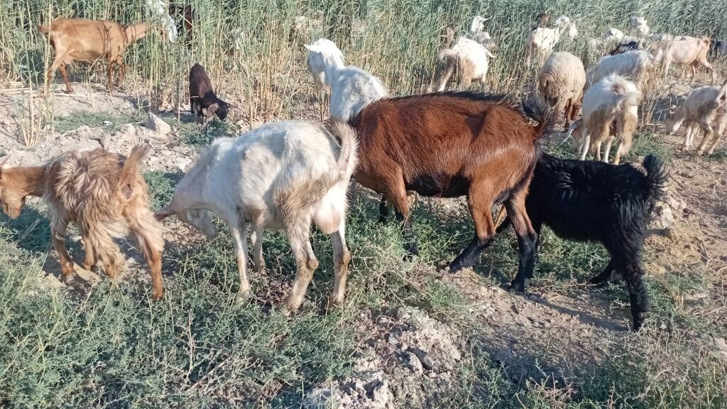 Salam bidenə temiz obir haş alpin 3 qarın doxub qurudub bir denə de — Heyvanlar, Qobu (5)