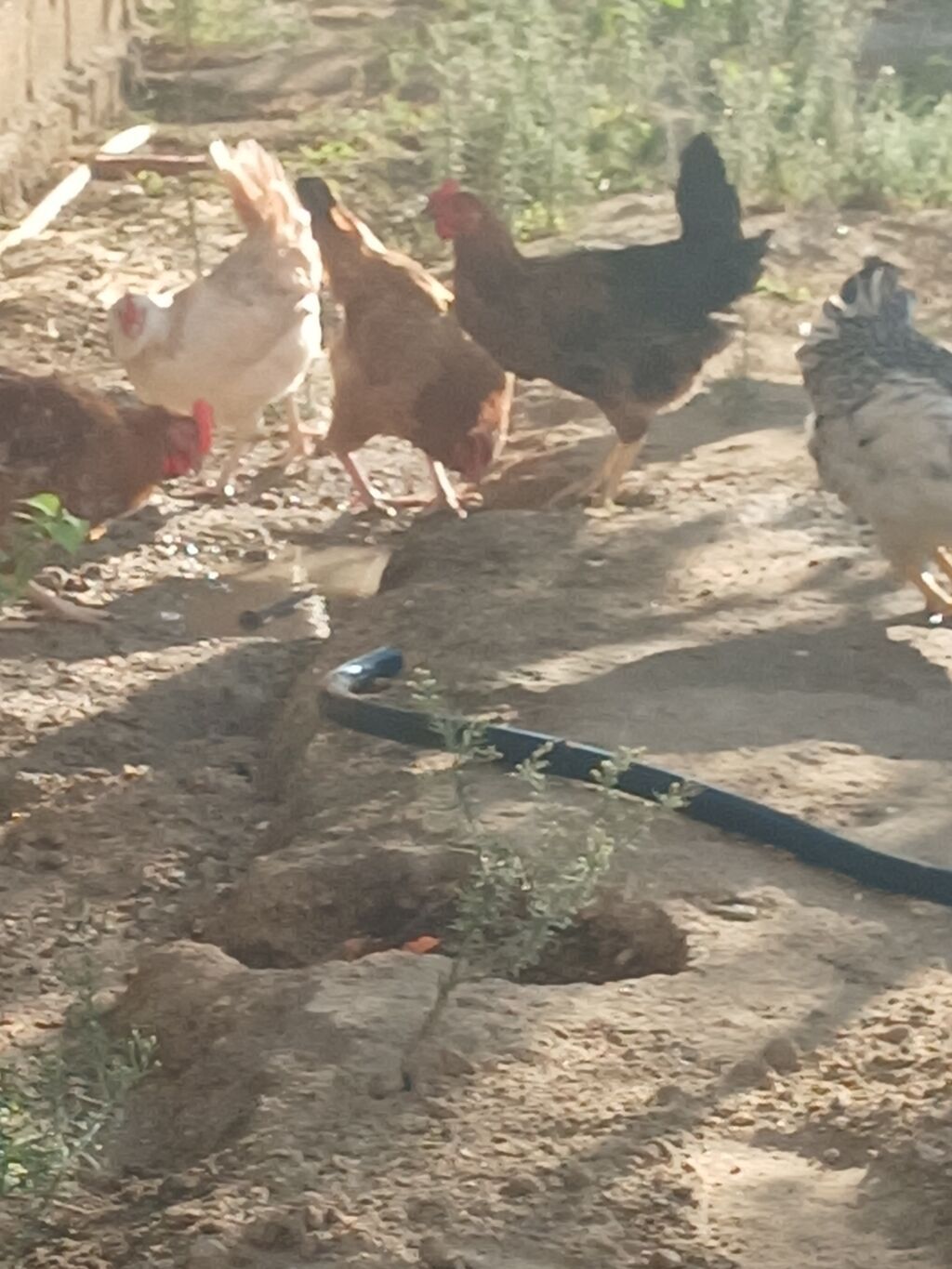 Toyuq, Yumurtalıq, Ünvandan götürmə — Heyvanlar, Bakı (3)