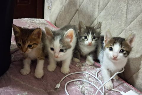 Pişik balaları — Bakı