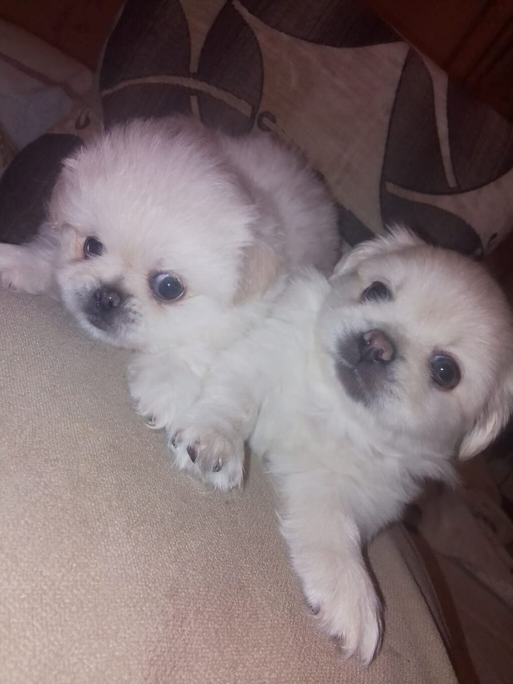 Pekines, 1 ay, Dişi, Peyvəndli — Heyvanlar, Bakı (8)