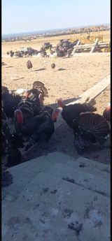 7-12 kq arasi kilosu 8 azn hinduşkalar en az 10 dene verilir 200 — Təyyar İ