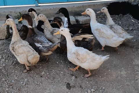10 eded ördek satilir 8 disi 2 erkek ördeklerdi son — Pirəkəşkül