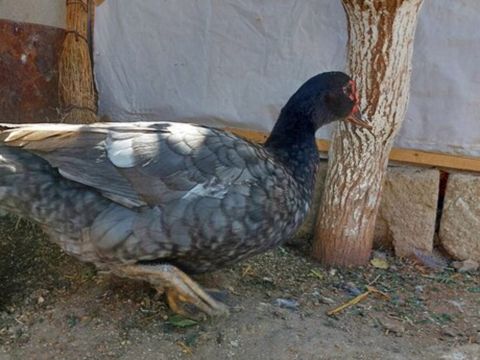 Macar fərəsi — Bakı
